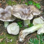 jpg_Il_Tricholoma_portentosum_e_un_ottimo_commestibile_ed_infatti_e_stato_nominato_portentoso_per_il_sapore_c_Giuseppe_Mazza.jpg