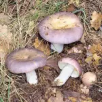 jpg_La_Russula_cyanoxantha_e_un_buon_commestibile_dal_colore_vaviabile_c_Giuseppe_Mazza.jpg
