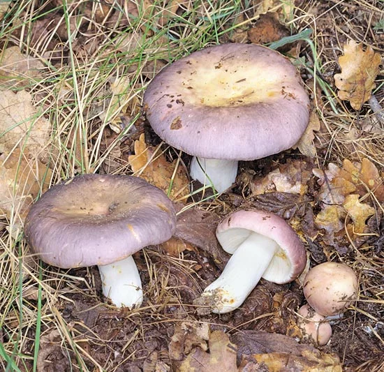 Holubinka namodralá