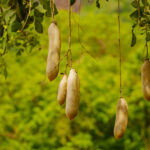 kigelia-africana