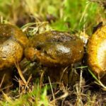 lactarius-turpis5