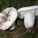 lactarius-vellereus2