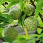 lahevnik-anona-supinata-annona-squamosa-semena-anony-5-ks.jpg
