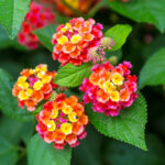 Pink and yellow lantana flowers at sunse
