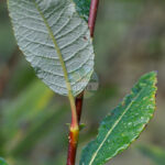 large_935905