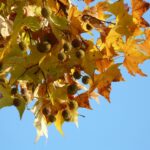 leaves-10698_1280