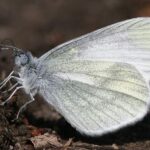 leptidea_spec