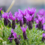 levandule-korunkata-lavandula-stoechas-semena-levandule-20-ks.jpg