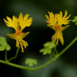 lichorerisnice-vysoka-kanarska-tropaeolum-peregrinum-semena-10-ks.jpg