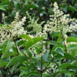 ligustlucidherb6