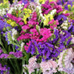 limonka-chobotnata-smes-limonium-sinuatum-mix-semena-limonky-80-ks.jpg
