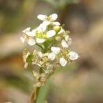 lobulariacanarherb1