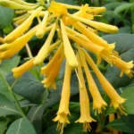 lonicera_john_clayton_8_2_12.jpg