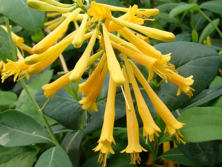 lonicera_john_clayton_8_2_12.jpg