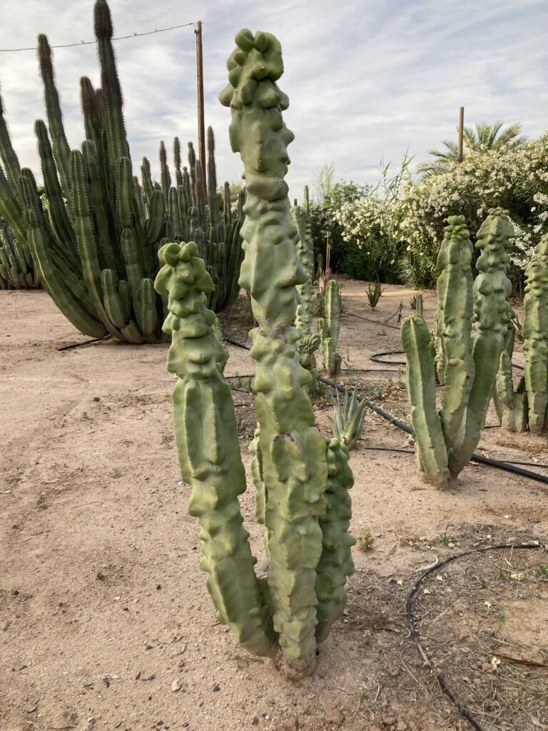 Lophocereus