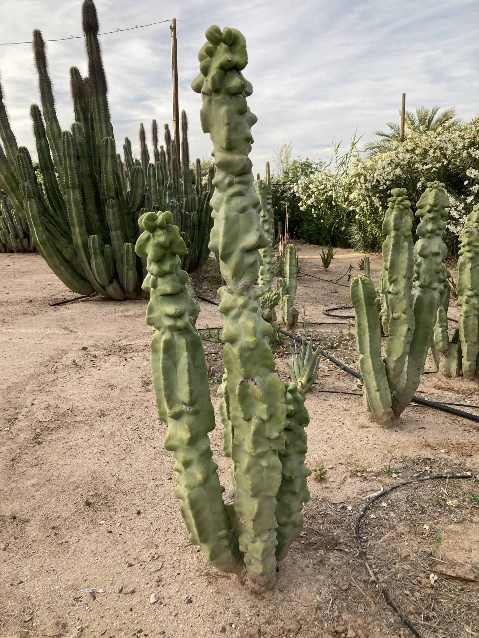 Lophocereus
