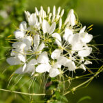 lustenice-trnita-bila-cleome-hassleriana-semena-lustenice-10-ks.jpg