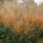 mauritius images – 00452713 – Molinia Caerulea Subs Arundinaceae ‚Sky Racer‘ In Autumn
