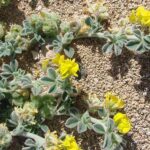 medicagomarherb1