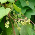 meniscanadeherb1
