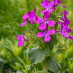 mesicnice-rocni-smes-barev-osivo-dvouletek-dvouletka-lunaria-annua-1-g.jpg