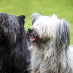 Skye terrier -methode-sundaytimes-prod-web-bin-5e94f190-9cb4-11ec-84fe-a2a0efa555d1