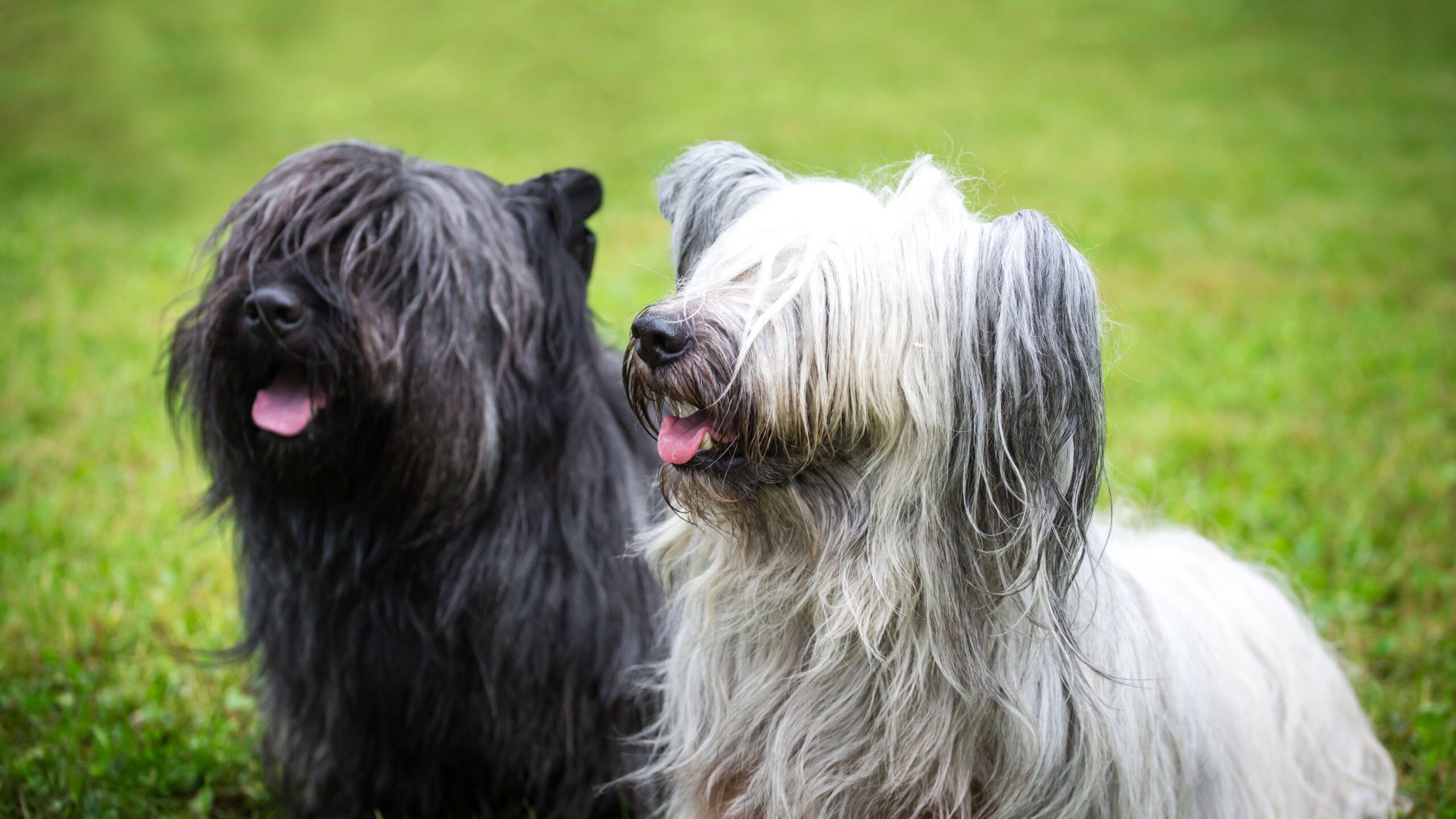 Skye terrier