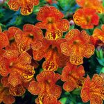 mimulus_magic_yellow_flame