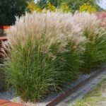 miscanthus-klein-silverspinne-750×750