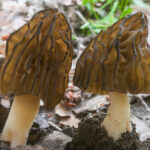 morchella-semilibera