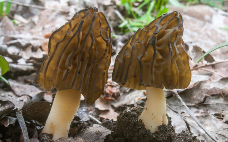 morchella-semilibera