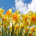 narcissus