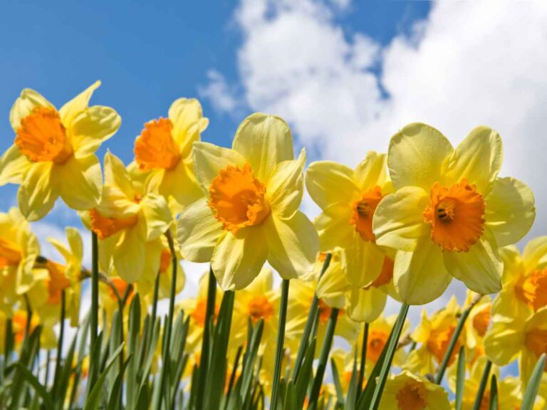 narcissus