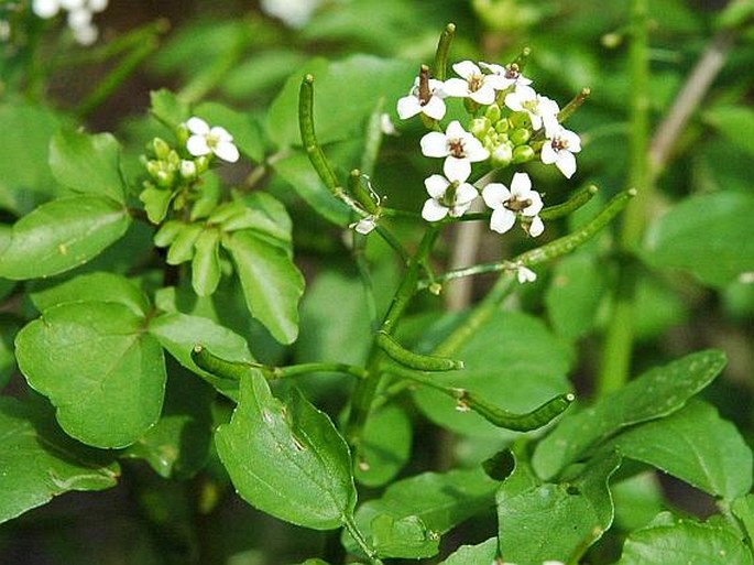 Potočnice lékařská