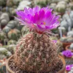 opybythelocactus-bicolor-v-flavidispinus-sn-2014-mx.jpg