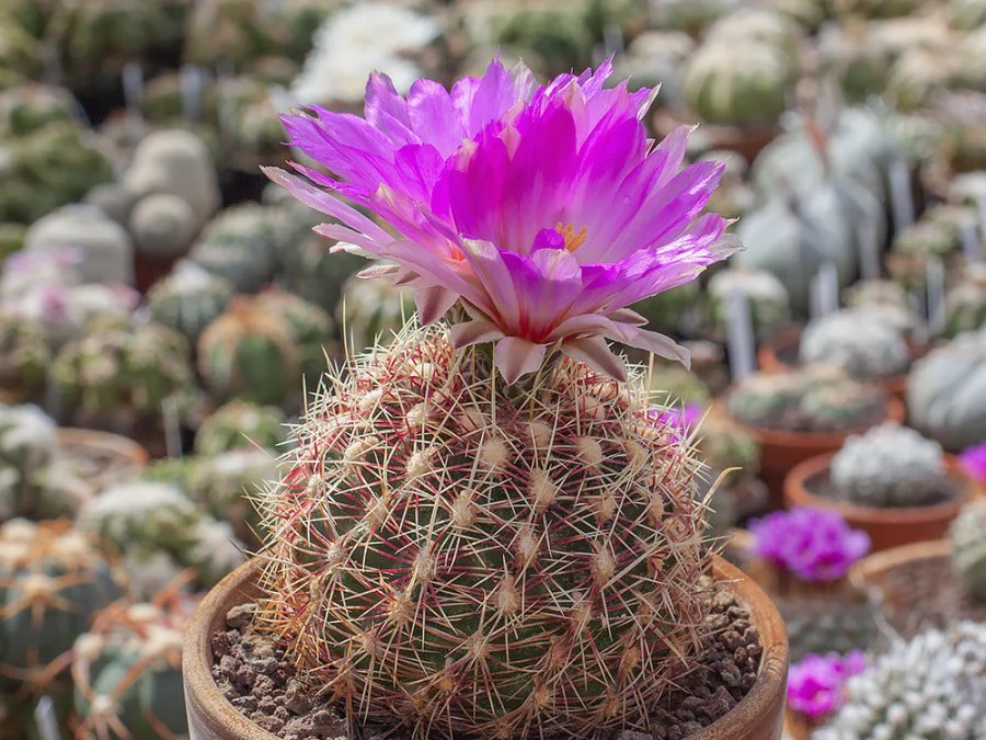 Thelocactus bicolor