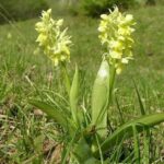orchispallensherb3