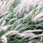 oriental-fountain-grass