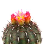 oroya-peruviana-flower.jpg