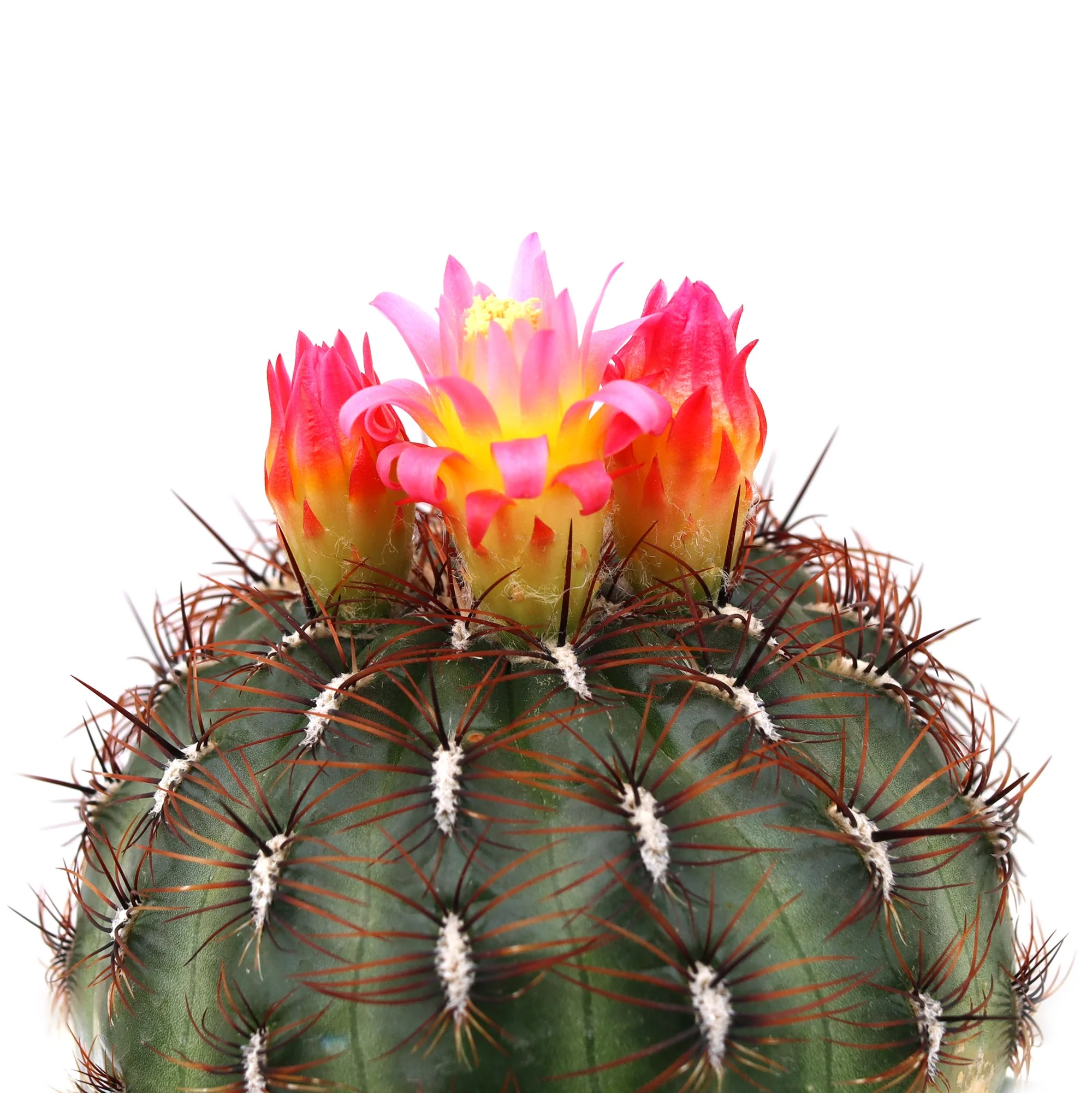 Oryoa peruviana