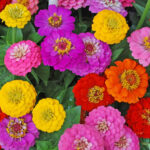ostalka-jirinkokveta-obrovska-semena-ostalky-zinnia-elegans-50-ks.jpg