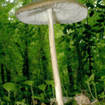 oudemansiella-radicata-mushroom-sinclair-stammersscience-photo-library