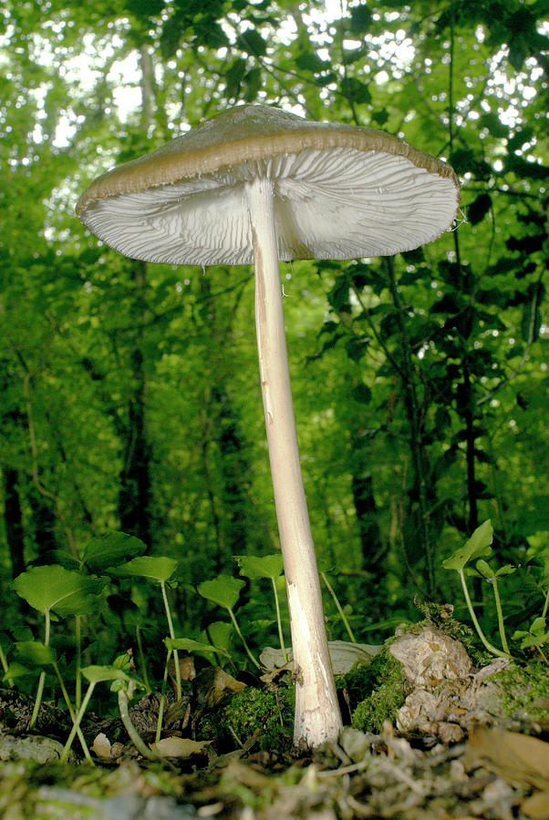 Slizečka ocasatá