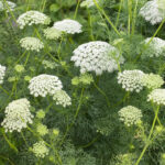 pakmin-vetsi-ammi-majus-semena-pakminu-300-ks.jpg