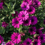 paprskovka-purple-osteospermum-ecklonis-osivo-paprskovky-6-ks.jpg