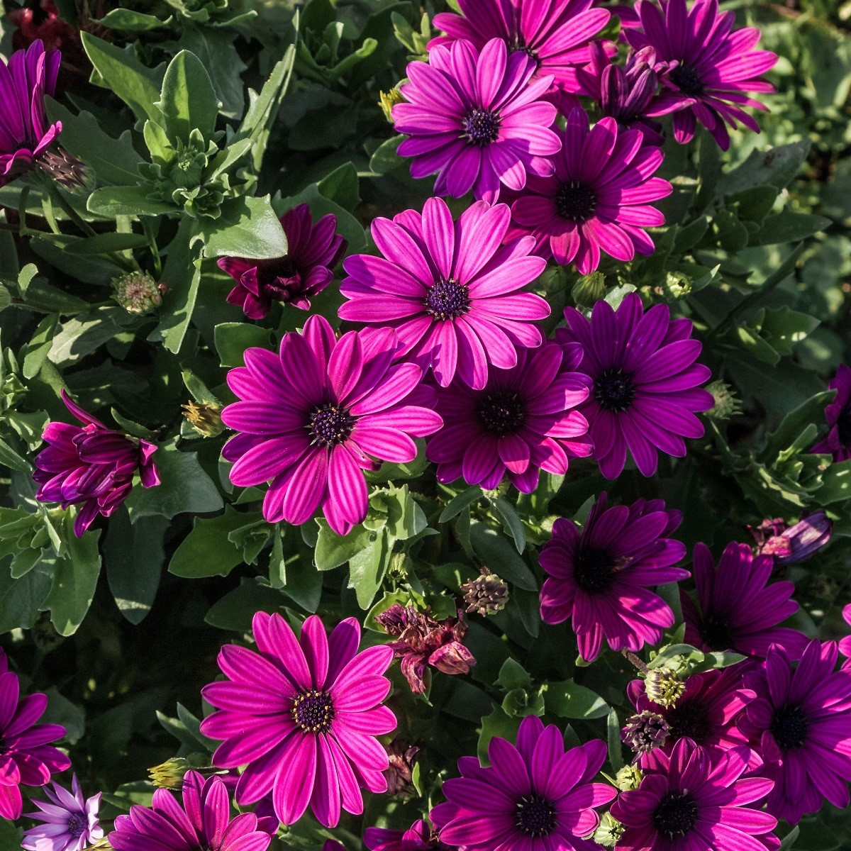Osteospermum kapské