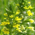 parentucelliaherb1