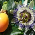passiflora-edulis-set-of-3-climbing-plants-o9cm-he