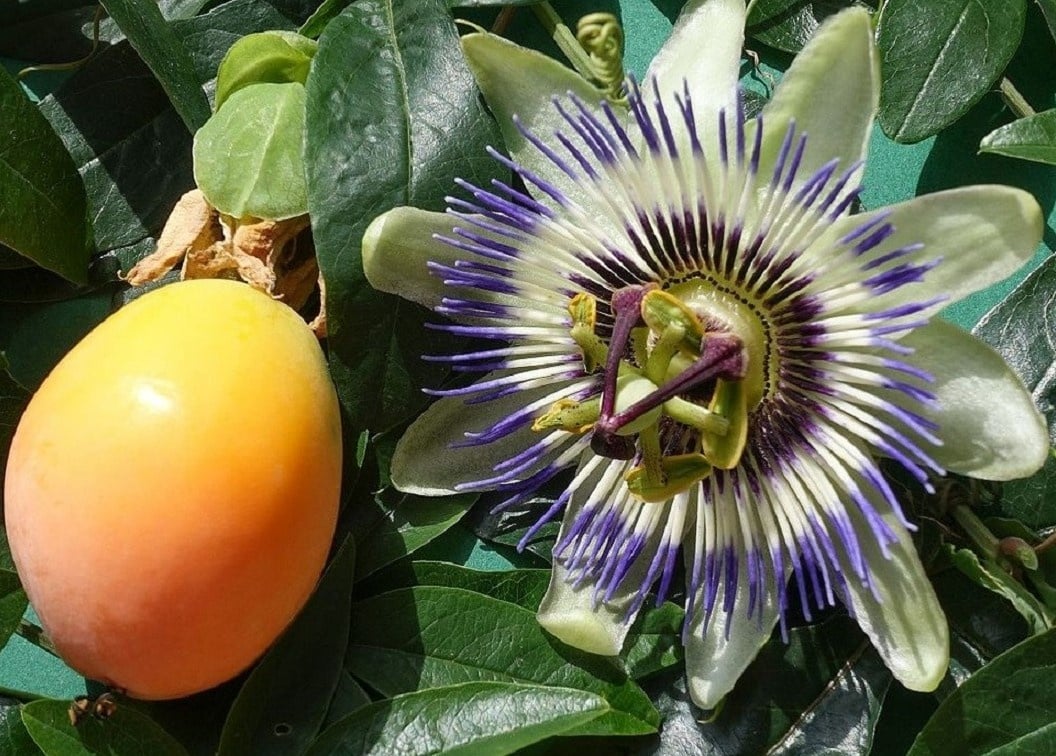 Mučenka purpurová