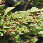 patellifoliaherb1